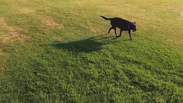 Cute pet, Labrador dog, Swimming Labrador, lovaly Labrador, dogs