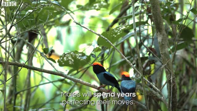 Manakin Birds have ALL Best Dance Moves | Seven Worlds, One Planet | BBC Earth