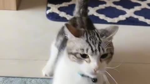 Funny cat