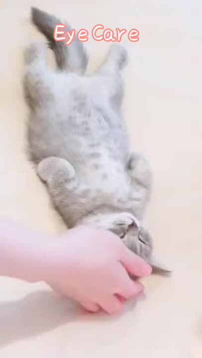 Cat massage 😁