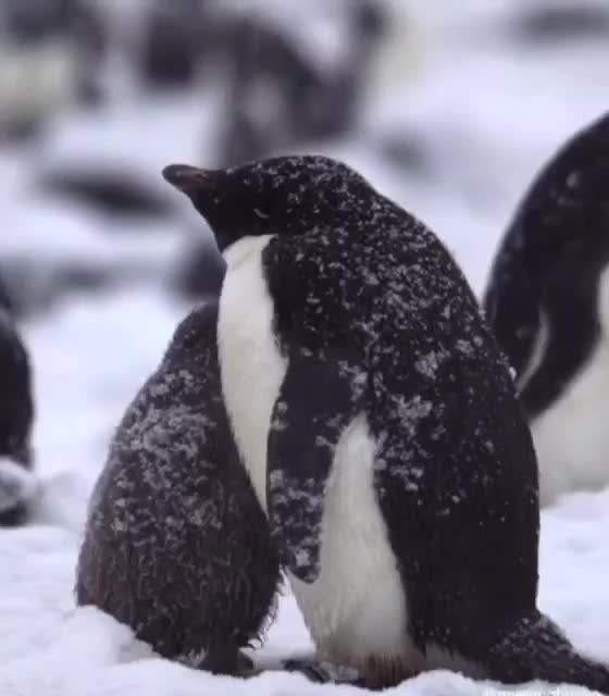Baby penguin take shelter under momma penguin
