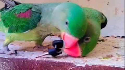 Funny cute 🥰 parrot 🦜 talking