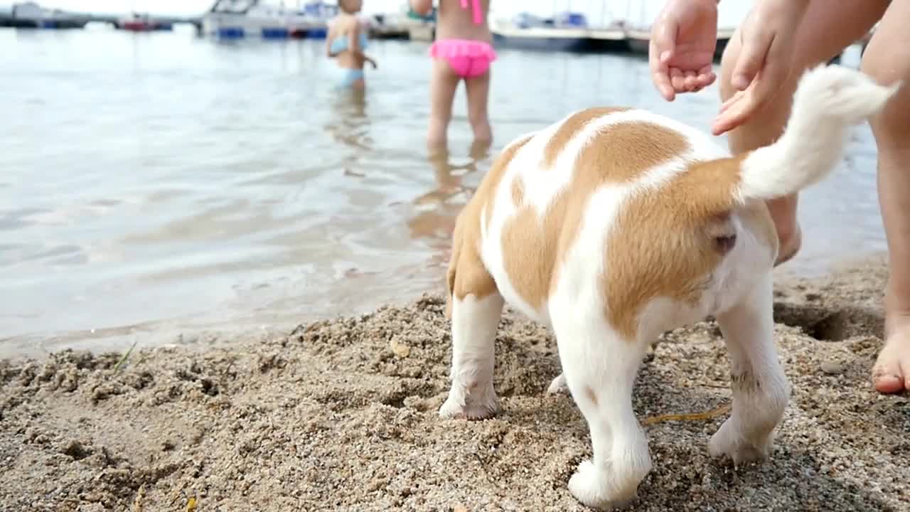 Little Dog Beagle walk on a Lake Shore Sand in Summer Sunny Day