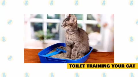 Basic cat training