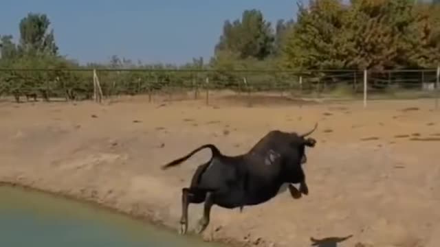 Bull Jump