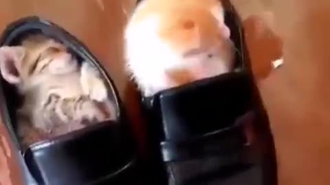 Never Ever Give UP #shorts #viral #shortsvideo #video