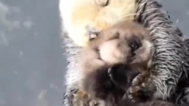 Otters are so darn beautiful