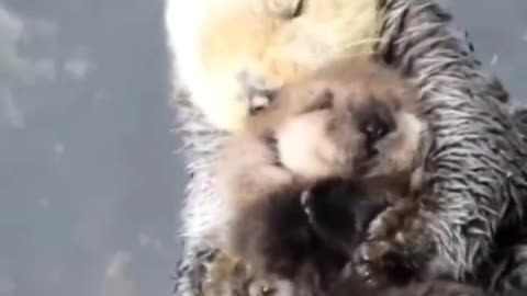 Otters are so darn beautiful