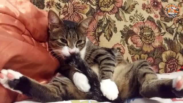 Funny Cat😹Inappropriate Cats