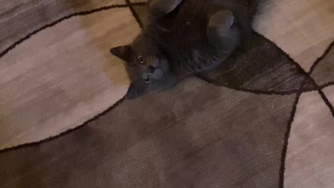 Freedom for all hang in peeps