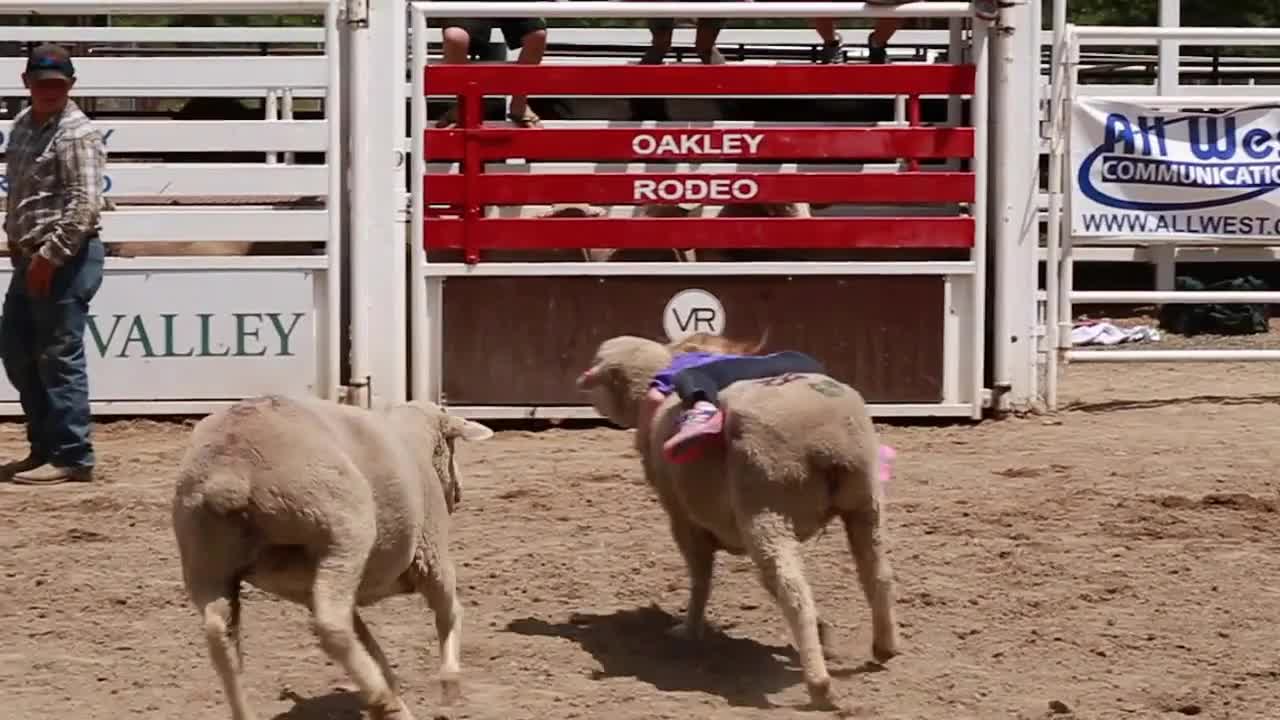 girl riding sheep in kid rodeo