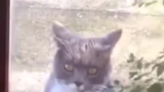 memes cat dance