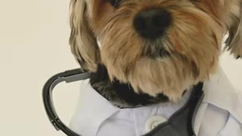 Dog Wearing a Doctor Costume