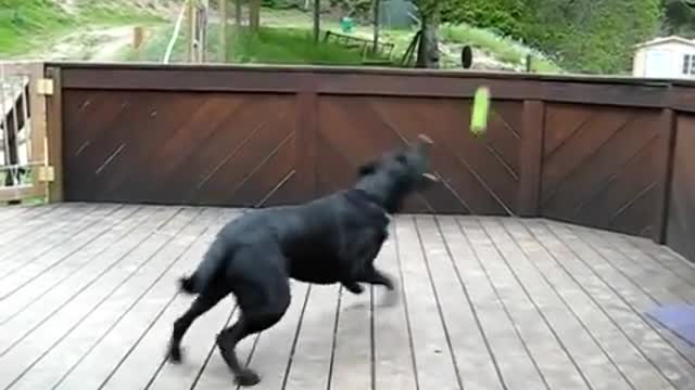 Dog Fan Of Tennis Balls Gets To Chase Them To His Heart's Content