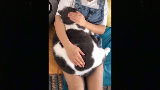 Cute TikTok Pets cats and dogs