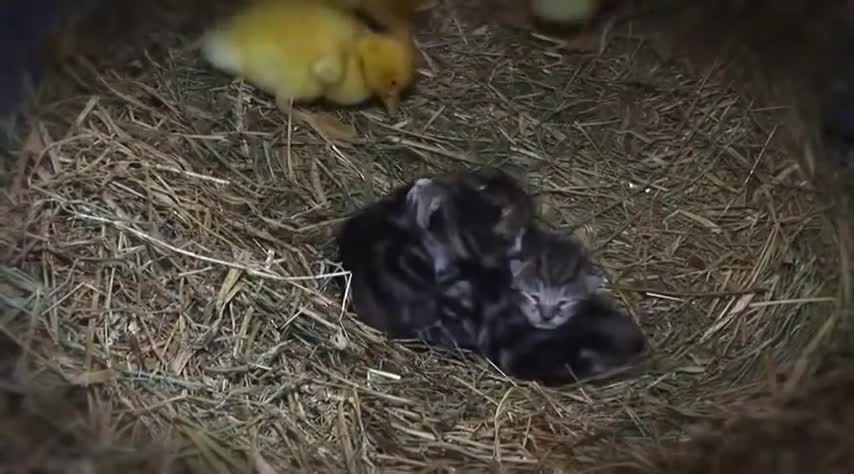 Ducklings with their mother cat(?)