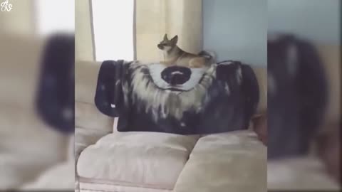 DOG LIKE KING/DOG OF THE YEAR