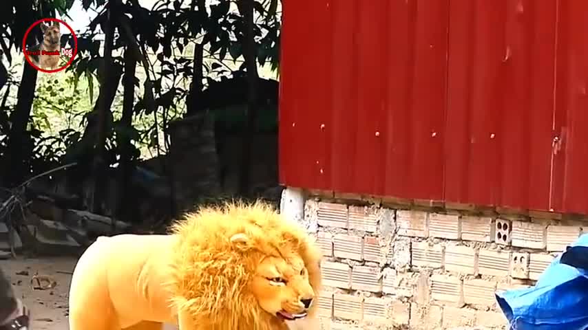 Fake Lion and fake Tiger prank to dog video