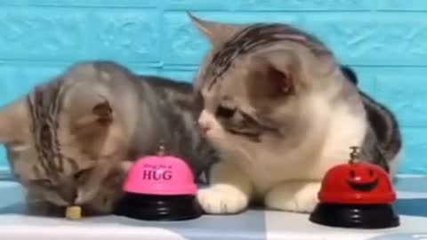 Funny Cats Will Make You Laugh For Hours!!!