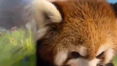 [little panda] What did you come to see me eat today Do you think this face is round enough