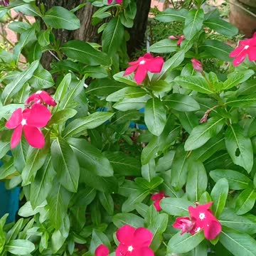 Pink flower among green leaves