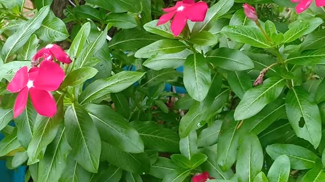 Pink flower among green leaves