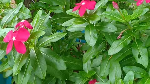 Pink flower among green leaves