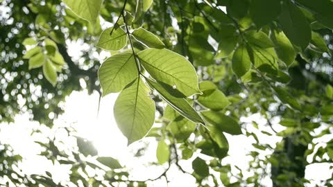 Green leaves and tree branches slightly moving in the wind