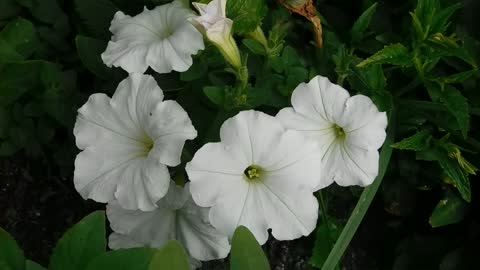 Beautiful White Flower