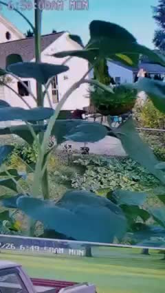Cardinal Enjoying Sunflower Seeds