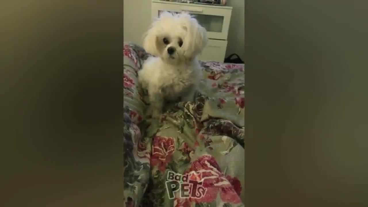 So Funny! Cats And Dogs Reaction To Fart | Bad Pets