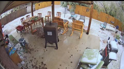 Frozen Tree Nearly Falls on Dog