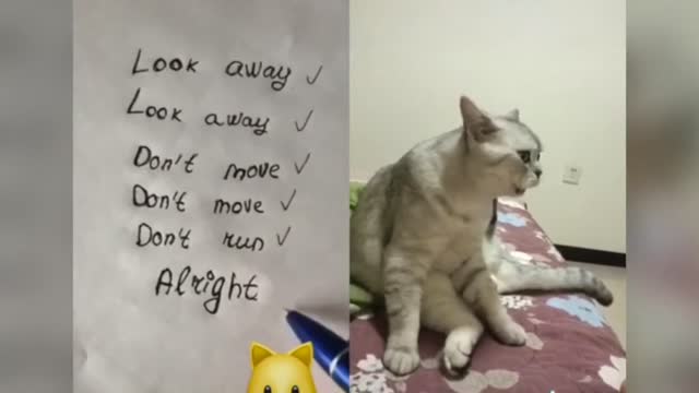 CATS TALKING | MUST WATCH| FUNNY CATS PART 1