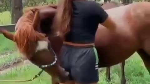 Funny Animal / Erotic Horse Moments!