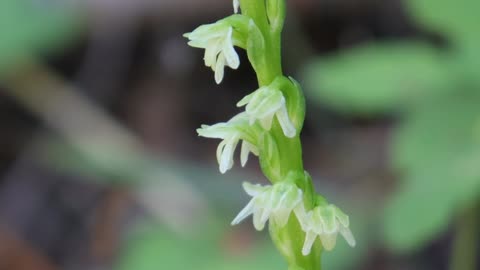 Alaska Rein-Orchid