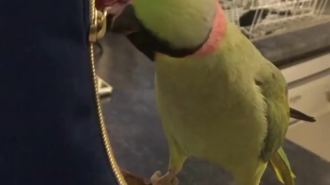 Funny parrot |cockatiel parrot | Funny birds | Funny animals