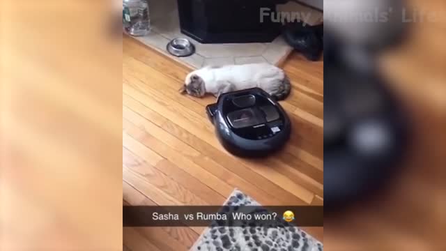 🤣 Funniest Dogs and Cats - Awesome Funny Animals Videos