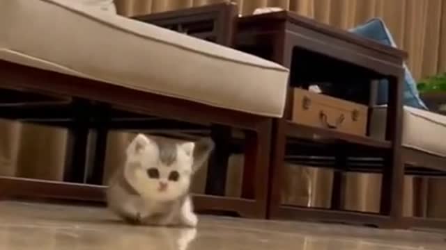 Cute baby cat