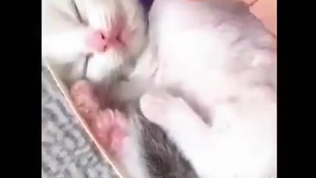 Best Funny Animal Videos 2022 😂 - Funniest Cats Videos 😻