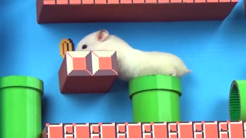 Watch the adorable Hamster in the coolest maze I have ever seen