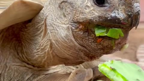 Nom nom nom 🐢✨💕 happy Thursday