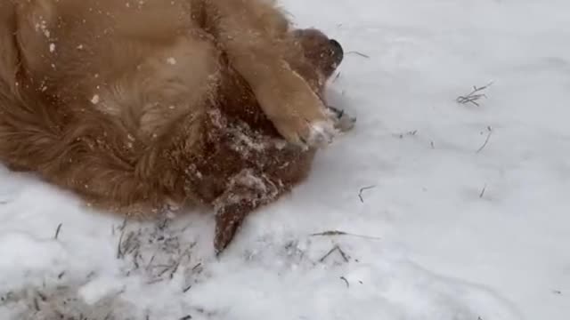 When I love you, I become the dumbest puppy in the world.