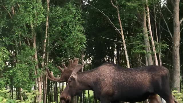 Massive Moose Kiki Challenge Remix