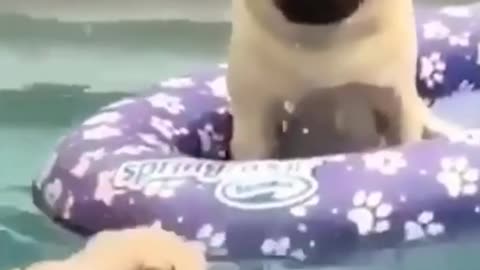 Funny Dogs at the Pool