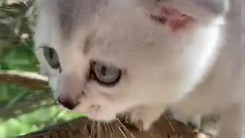 Cute cat