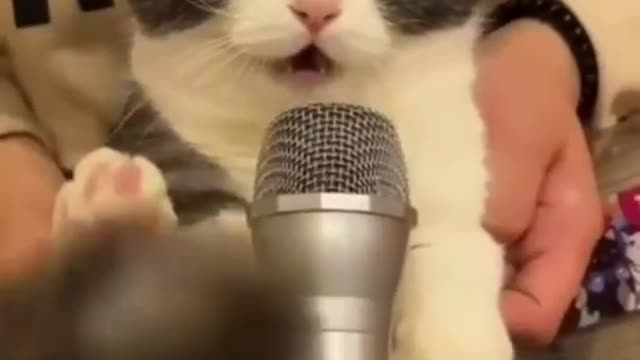 Cat is singing such a melodious song