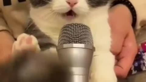 Cat is singing such a melodious song