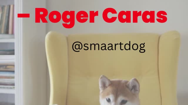 Develops your Dog's "Hidden Intelligence" To eliminate bad behavior
