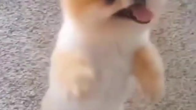 Dogs Best Funny videos Funny dog video #shorts