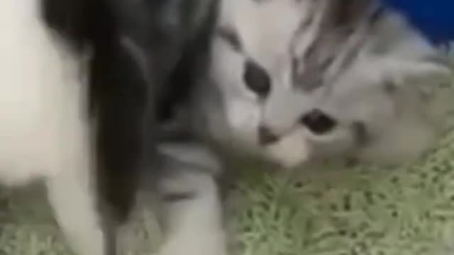 Baby Cats๐๐ป๐ป๐ธ๐บ#shorts #animalsshorts #funnycats